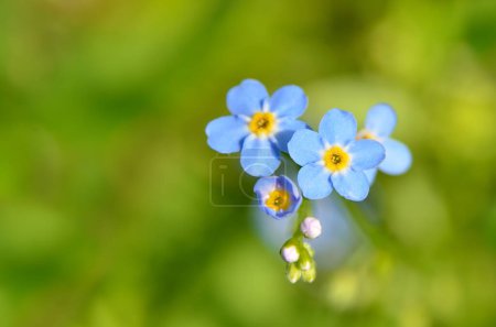 Bright forget me not flowers bloom in the field