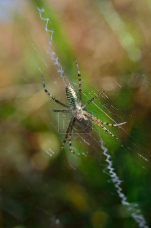 Argiope, araña avispa tejiendo una telaraña en hierba verde