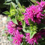 blossoming beebalm in the garden