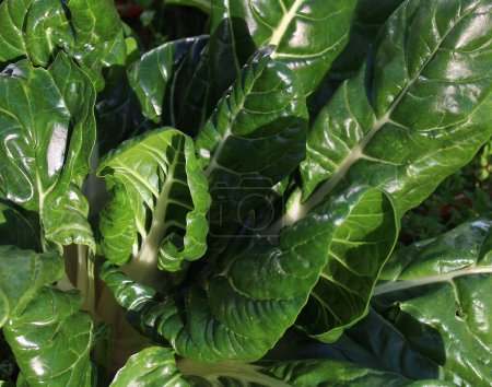 Photo for A chard field in the garden - Royalty Free Image