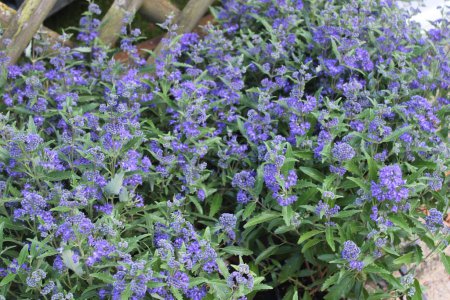 Téléchargez les photos : Barbe bleue fleurie dans le jardin - en image libre de droit