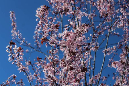 pink blossoms in the spring