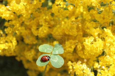 four leaf clover and a ladybird