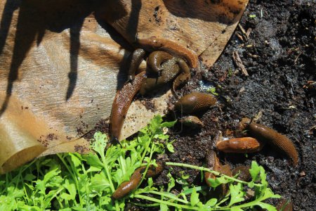 snails and coffee in the garden