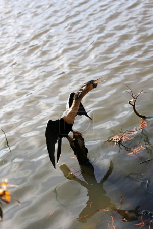 Der Anhinga, auch bekannt als Darter oder Snake Bird, lässt in einem flachen See in Florida seine Flügel kreisen.