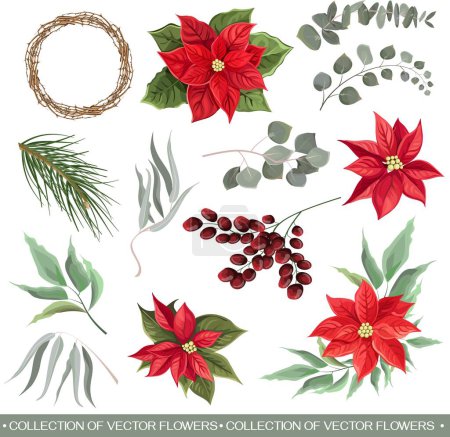 Set de Navidad vectorial. Poinsettia roja, hojas verdes, bayas, corona de ramas. Flores navideñas composiciones sobre fondo blanco. Ilustración vectorial