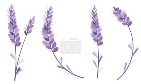 Téléchargez les photos : Illustration vectorielle florale. Jolis brins de lavande de couleur violet monochrome. Illustration vectorielle - en image libre de droit