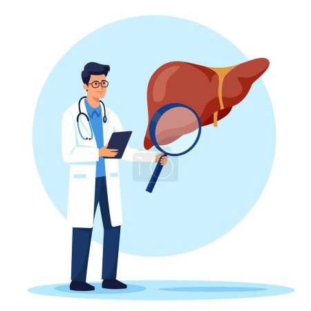 Illustration for Flat vector illustration. A doctor Hepatologist, gastroenterologist holding a large magnifying glass and studying the health of the liver. Vector illustration - Royalty Free Image