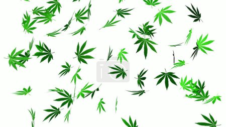 Foto de Hojas de cannabis sobre fondo blanco. hojas de marihuana. La fiebre verde. Renderizado 3D - Imagen libre de derechos