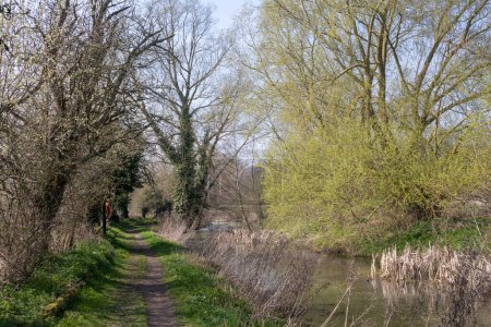 Téléchargez les photos : Spring trees along The New Reach, Halesworth Millennium Green, Halesworth, Suffolk, Angleterre - en image libre de droit