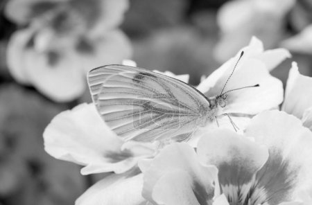 Photo for Black and white image of a Green-veined White (Pieris-napi) on Geranium - Royalty Free Image