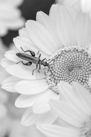 Photo for Black and white image of a Thick-legged flower beetle - Royalty Free Image