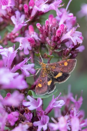 Photo for Mint Moth (Pyrausta aurata) on Oregano (Origanum laevigatum 'Herrenhausen') - Royalty Free Image