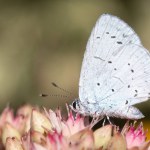 Close-up of a Holly Blue Butterfly (Celastrina argiolus) on Sedum 'Matrona'