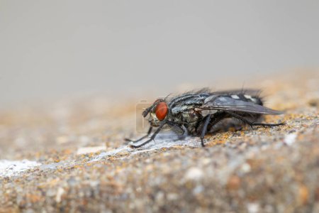 Close-up of a Flesh-Fly (Sarcophaga carnaria) standing on concrete