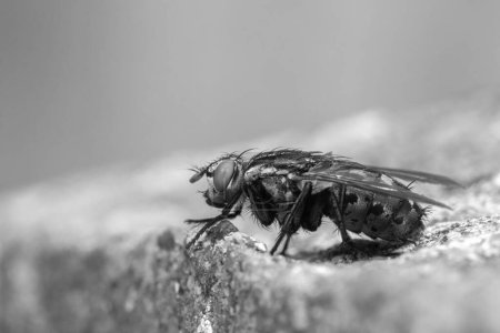 Black and white image of a Flesh-Fly (Sarcophaga carnaria) standing on a concrete post