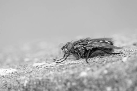 Black and white image of a Flesh-Fly (Sarcophaga carnaria) on a concrete post