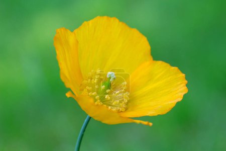 Close-up image of a Meconopsis cambrica - Welsh Poppy