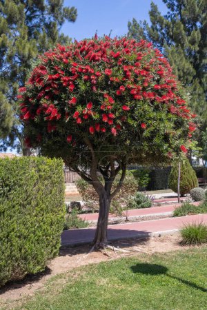 Shaped Bottlebrush (Callistemon citrinus) shrub in the public gardens at Tavira, Algarve, Portugal