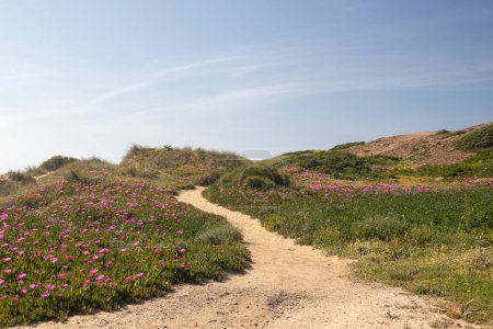 Ein Fußweg durch eine Weite von Carpobrotus edulis (Hottentot-Feige), Bodenkriechpflanzen mit saftigen Blättern, in der Nähe des Strandes von Cordoama, Algarve, Portugal.