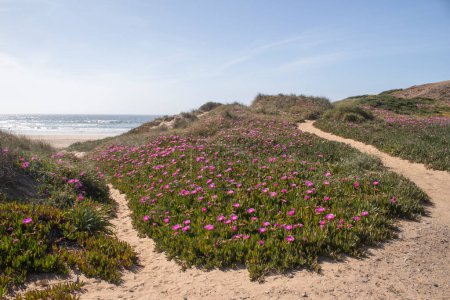 Footpaths through an expanse of Carpobrotus edulis (Hottentot-fig), ground-creeping plants with succulent leaves, near Cordoama beach, Algarve, Portugal.