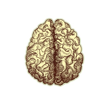 Sticker of human brain. Vintage anatomy engraving sketch organ isolated on white background. Good idea for design retro medicine poster in hand drawn style. Anatomical body part vector illustration.