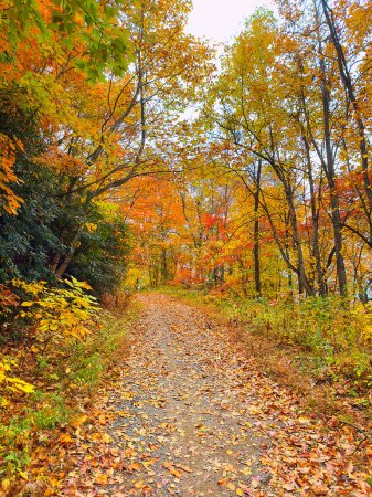 Téléchargez les photos : Sentier pédestre à travers les feuilles colorées de l'automne dans la forêt nationale de Pisgah, NC. - en image libre de droit