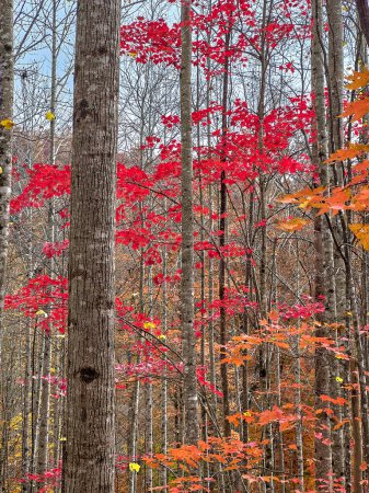 Téléchargez les photos : Érable rouge brillant dans la forêt nationale de Pisgah, NC. - en image libre de droit