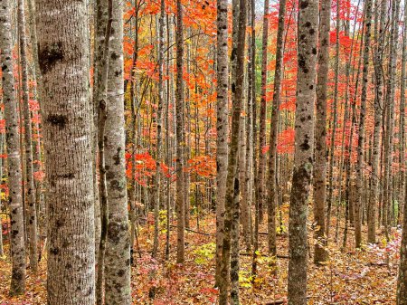Téléchargez les photos : Érable coloré dans la forêt nationale de Pisgah, Caroline du Nord. - en image libre de droit
