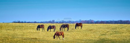 Téléchargez les photos : Cinq chevaux de race pure qui paissent dans un champ. - en image libre de droit