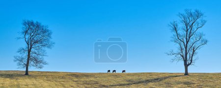 Photo for Three thoroughbred horses grazing on a hill against blue sky between two trees. - Royalty Free Image