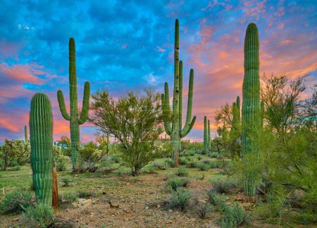 Saguaro Cactuses with dramatic and colorful clouds Tucson, Arizona.