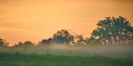 Téléchargez les photos : Cheval seul marchant dans un champ brumeux tôt le matin. - en image libre de droit