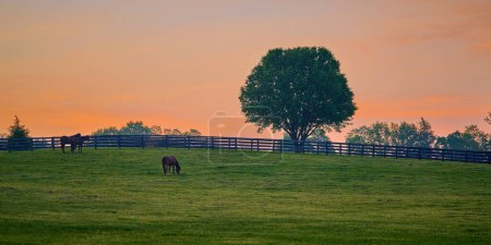 Téléchargez les photos : Trois chevaux broutant à l'aube dans un champ. - en image libre de droit