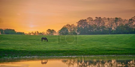 Téléchargez les photos : Pâturage à cheval près d'un étang avec réflexion. - en image libre de droit