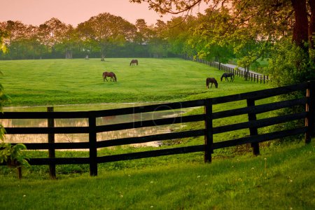 Pferde weiden auf einem Feld mit Zaun und Teich.