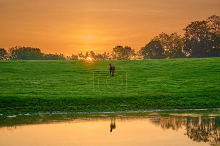 Téléchargez les photos : Cheval regardant la caméra près d'un étang avec réflexion. - en image libre de droit