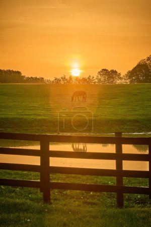 Téléchargez les photos : Un cheval broutant dans un champ au soleil levant du matin avec une fusée éclairante. - en image libre de droit