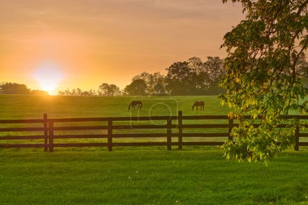 Zwei Pferde weiden auf einem Feld mit aufgehender Morgensonne.