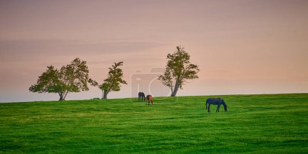 Téléchargez les photos : Trois chevaux broutant au sommet d'une colline avec des arbres. - en image libre de droit
