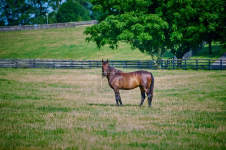 Téléchargez les photos : Cheval debout dans un champ ouvert dans le Kentucky central. - en image libre de droit
