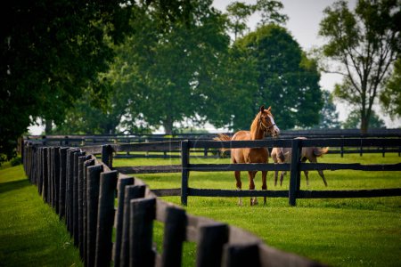 Caballo mirando por encima de una cerca en una granja de caballos en Kentucky Central.