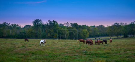 Téléchargez les photos : Groupe de chevaux broutant le soir dans un champ ouvert. - en image libre de droit