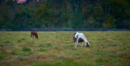 Téléchargez les photos : Deux chevaux broutant le soir dans un champ ouvert. - en image libre de droit