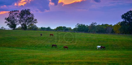 Téléchargez les photos : Groupe de chevaux broutant au crépuscule dans un champ. - en image libre de droit