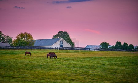 Téléchargez les photos : Chevaux broutant au crépuscule avec grange à chevaux en arrière-plan. - en image libre de droit