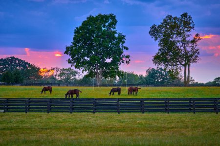 Téléchargez les photos : Groupe de chevaux broutant avec coucher de soleil dans un champ. - en image libre de droit