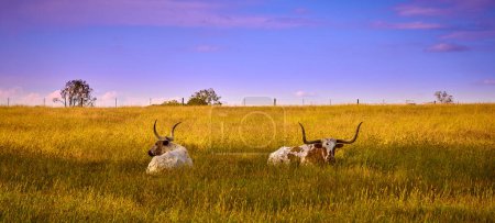 Photo for Two Texas Longhorn cattle laying in a field. - Royalty Free Image