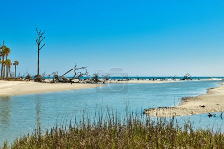 Foto de Parque Estatal de Hunting Island con madera a la deriva a lo largo de la orilla. - Imagen libre de derechos