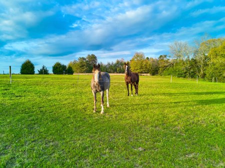 Two horses in a field looking at the camera.